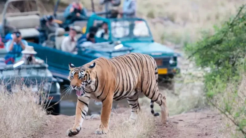 Best Zone For Tiger Sighting in Bandhavgarh