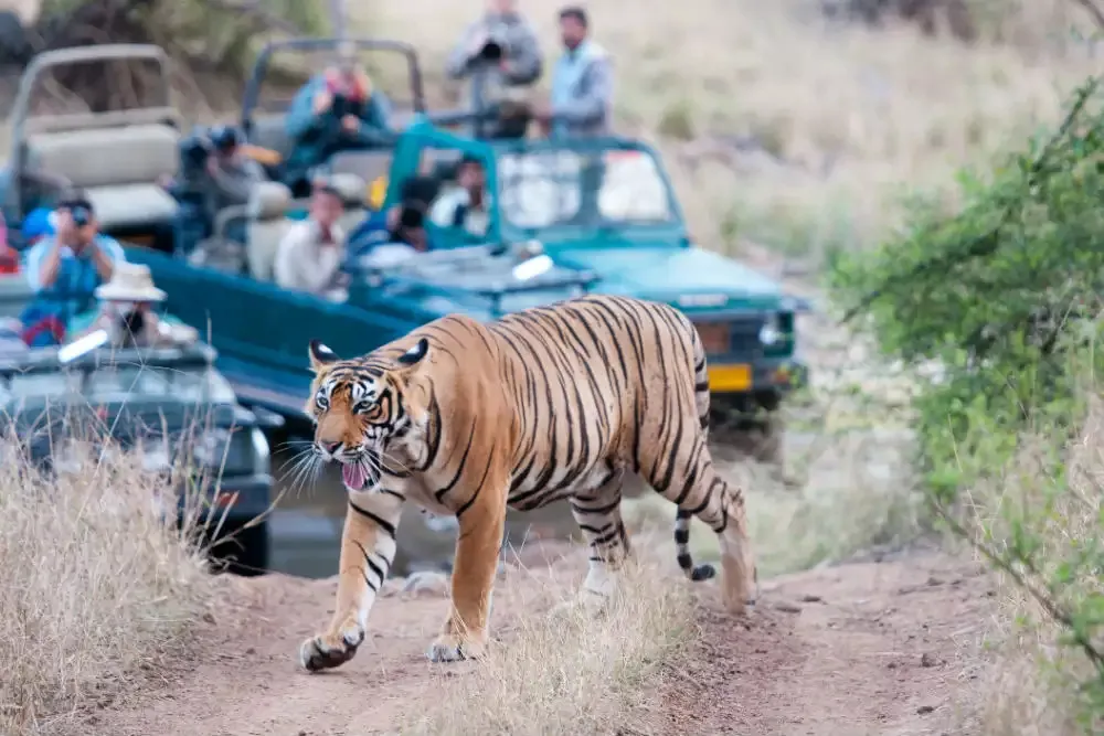 Best Zone For Tiger Sighting in Bandhavgarh