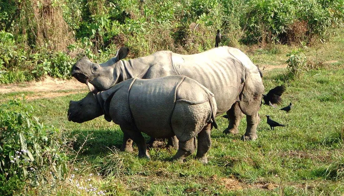 National Parks in Bihar- बिहार में पाए जाने वाले राष्ट्रीय उद्यान की जानकारी