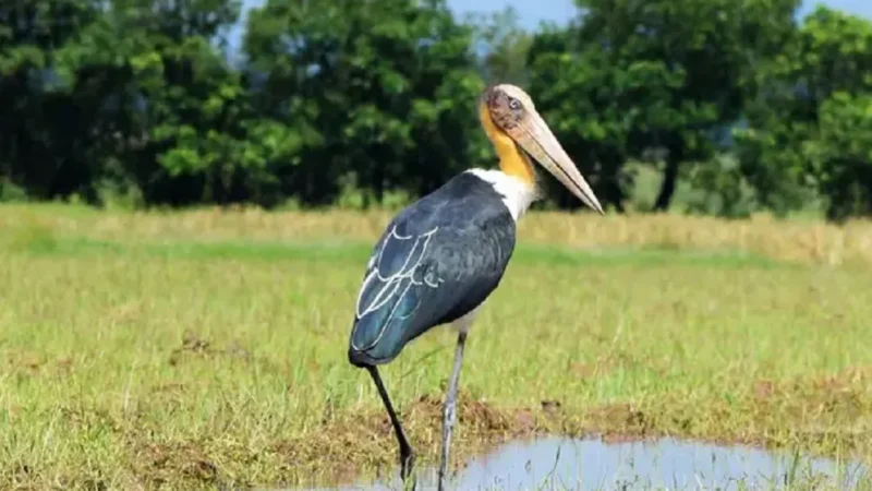 Birds in Kaziranga National Park