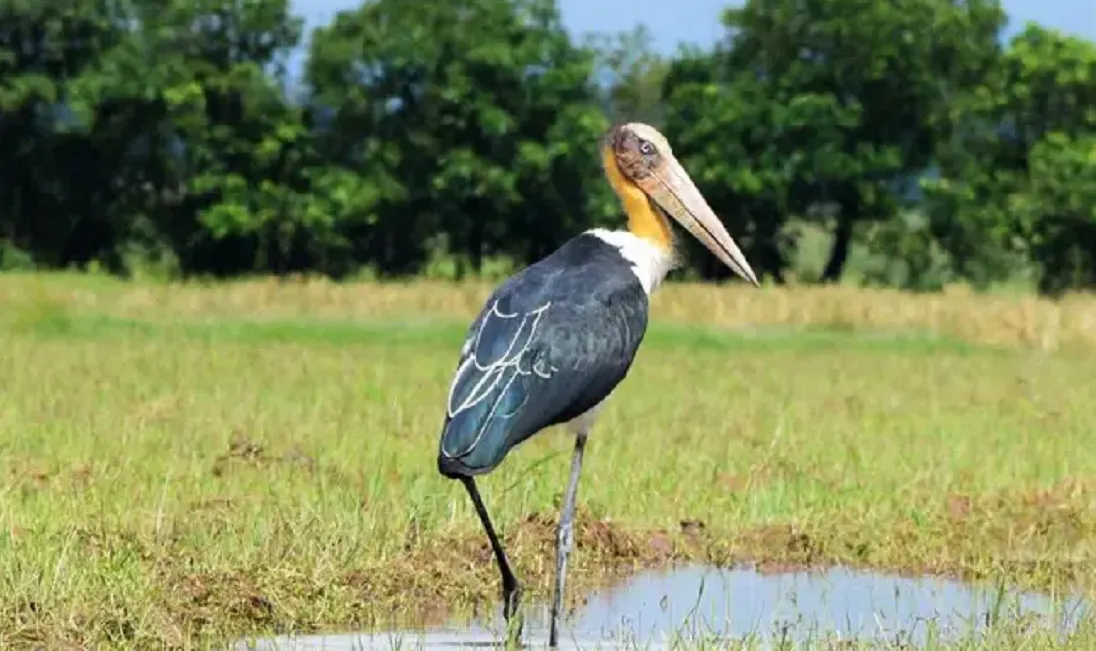 Birds in Kaziranga National Park