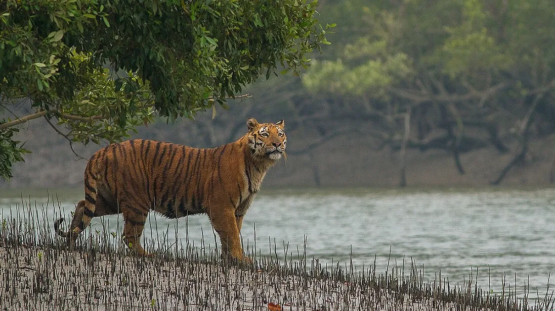 Delhi to Sundarbans National Park