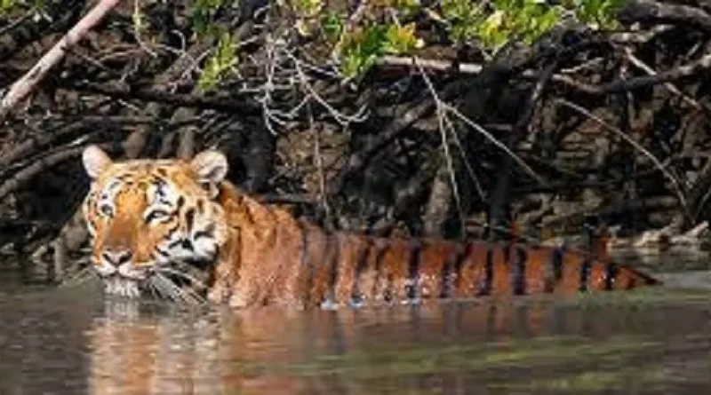 Exploring Sundarban National Park: Entry Fees and Permits