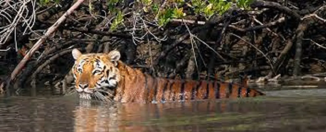 Exploring Sundarban National Park: Entry Fees and Permits