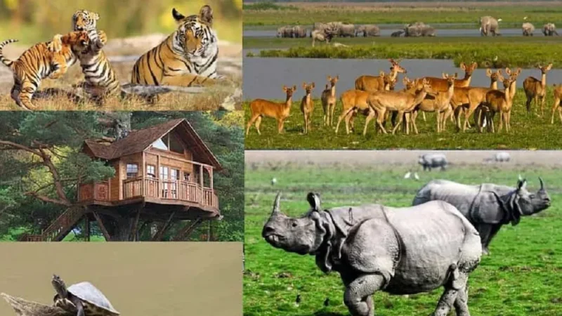 Flora And Fauna of Kaziranga National Park –