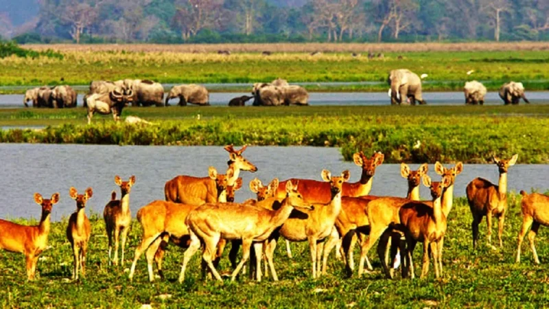 Flora of Kaziranga National Park