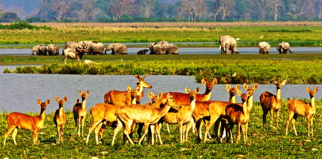 Flora of Kaziranga National Park