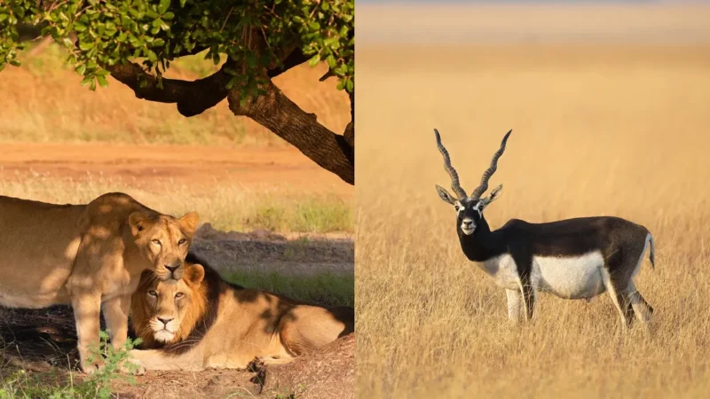 National Park in Gujarat-गुजरात के राष्ट्रीय उद्यान की जानकारी