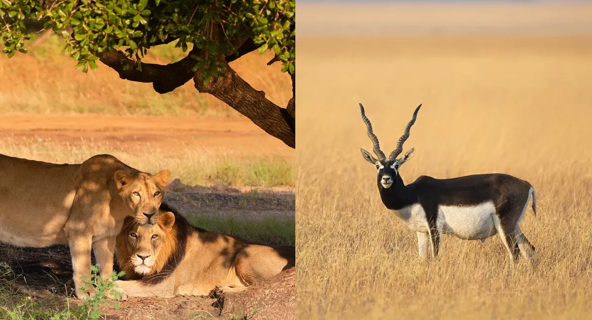 National Park in Gujarat-गुजरात के राष्ट्रीय उद्यान की जानकारी