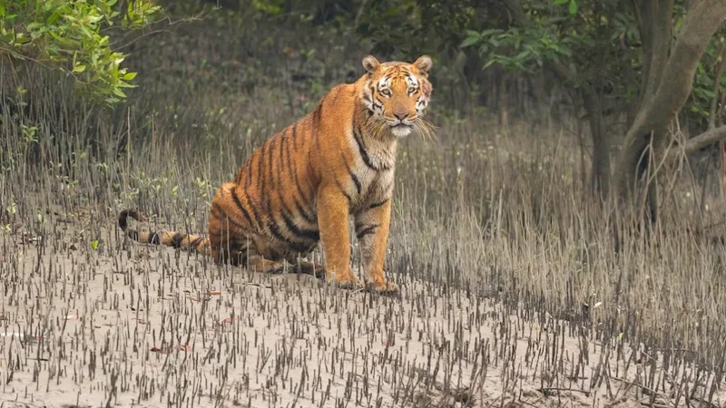 How Many Tigers in Sundarban: Exploring the Tiger Population in Sundarbans National Park