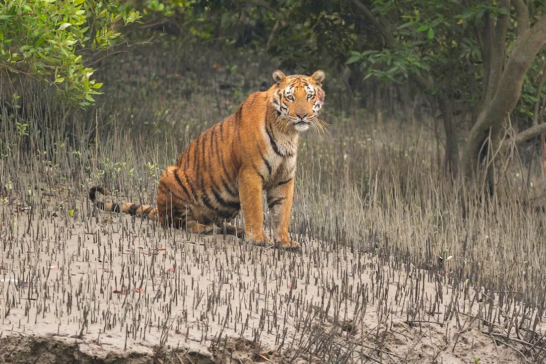 How Many Tigers in Sundarban: Exploring the Tiger Population in Sundarbans National Park