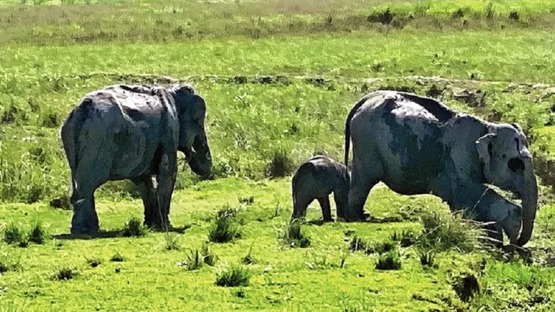 How to Reach Kaziranga National Park