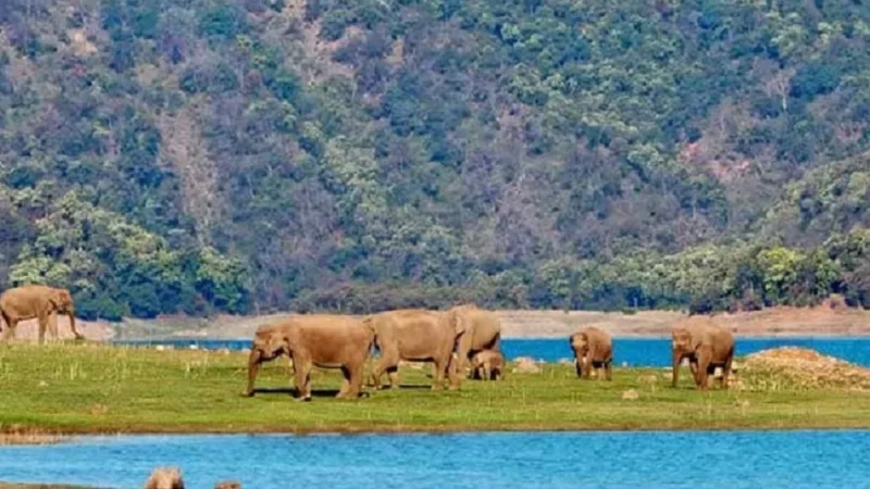 Jim Corbett Best Time to Visit-जिम कॉर्बेट नेशनल पार्क घूमने का उचित समय