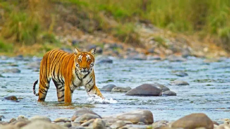 Jim Corbett National Park Is Famous For-जिम कॉर्बेट नेशनल पार्क क्यों प्रसिद्ध है