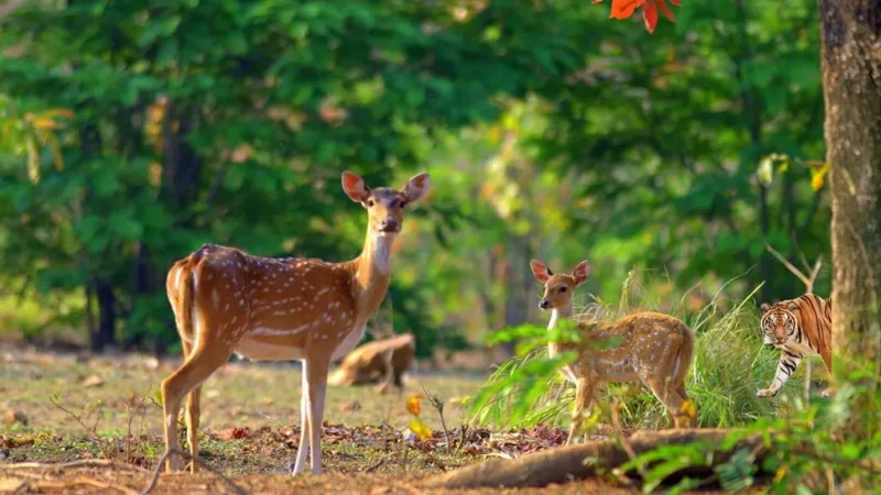 Jim Corbett National Park Flora And Fauna-जिम कॉर्बेट नेशनल पार्क के वनस्पतियों और जीवों का विवरण