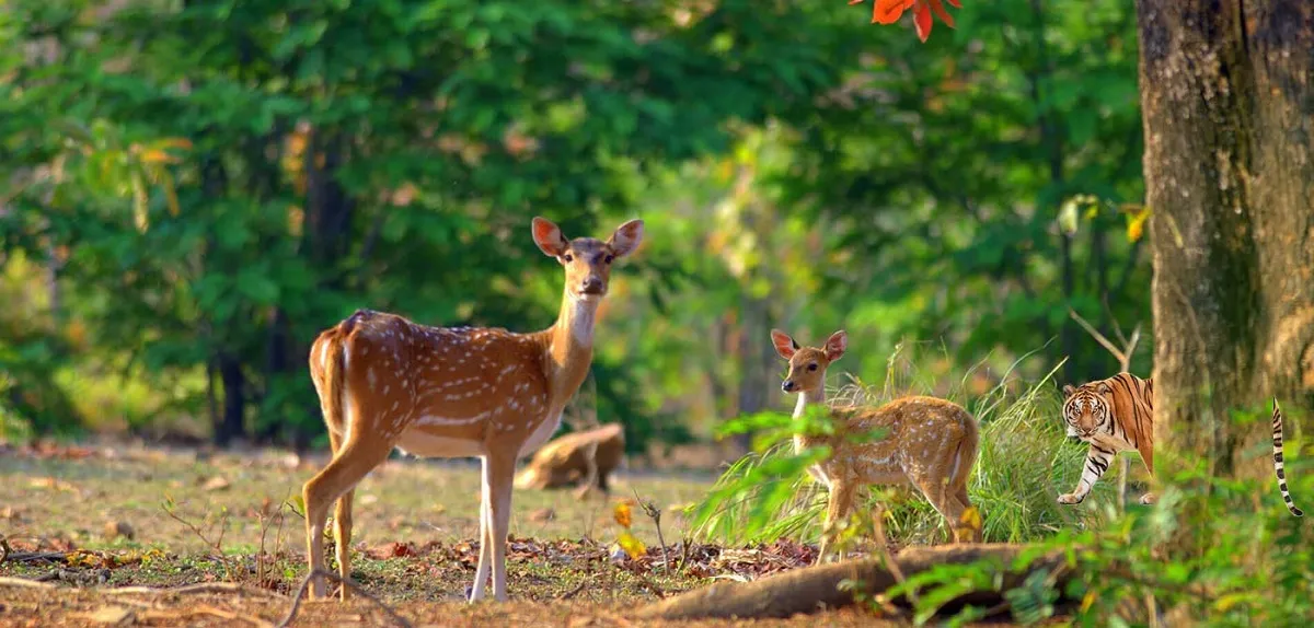 Jim Corbett National Park Flora And Fauna-जिम कॉर्बेट नेशनल पार्क के वनस्पतियों और जीवों का विवरण