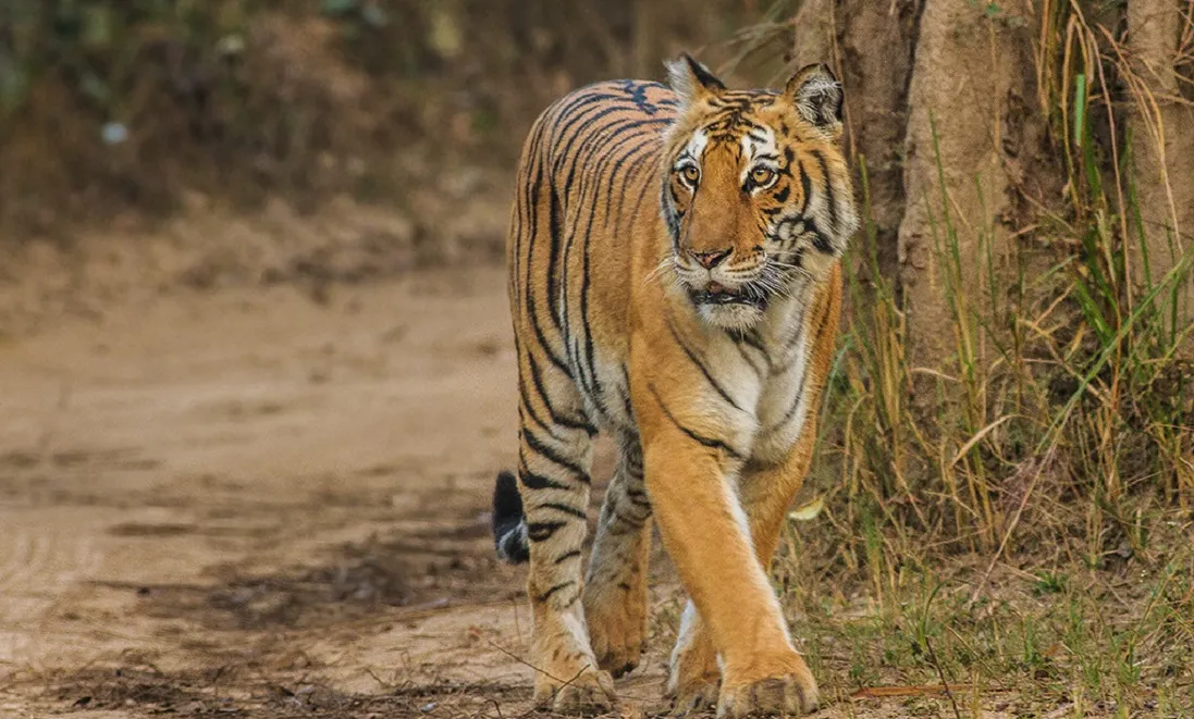 Jim corbett national park is known for conservation of-जिम कॉर्बेट नेशनल पार्क क्यों जाना जाता है