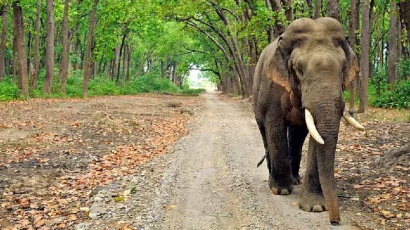 Jim Corbett National Park Official Website-जिम कॉर्बेट नेशनल पार्क की आधिकारिक वेबसाइट