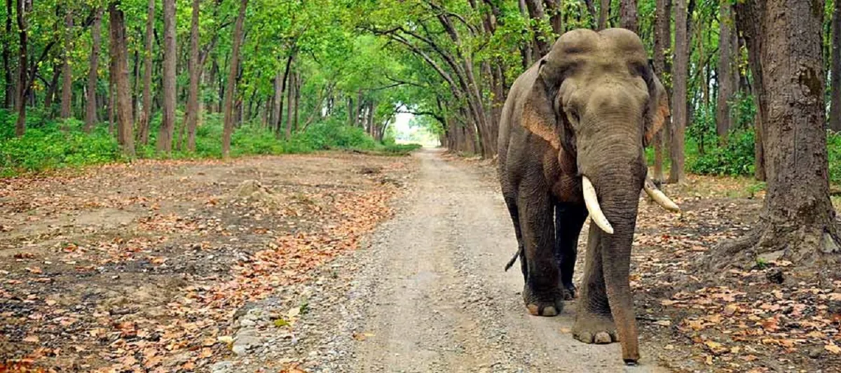 Jim Corbett National Park Official Website-जिम कॉर्बेट नेशनल पार्क की आधिकारिक वेबसाइट