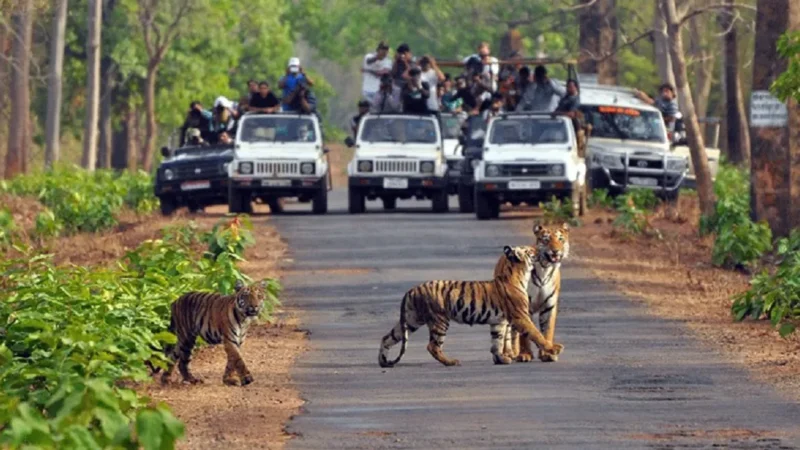 Jim Corbett National Park Timings And Entry Fee-जिम कॉर्बेट नेशनल पार्क का समय व् प्रवेश शुल्क