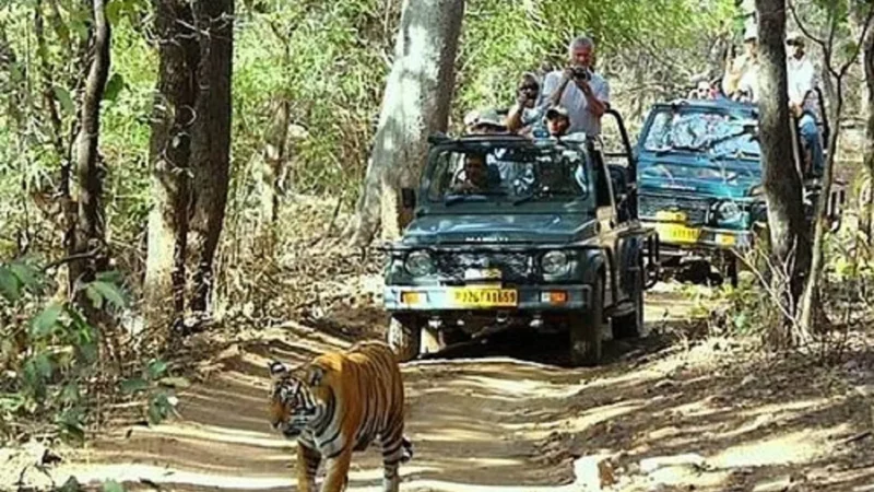 Jungle Safari Near Delhi: An Adventurous Getaway