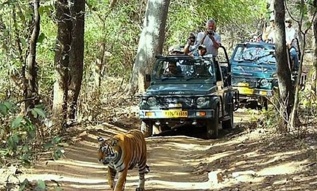 Jungle Safari Near Delhi: An Adventurous Getaway