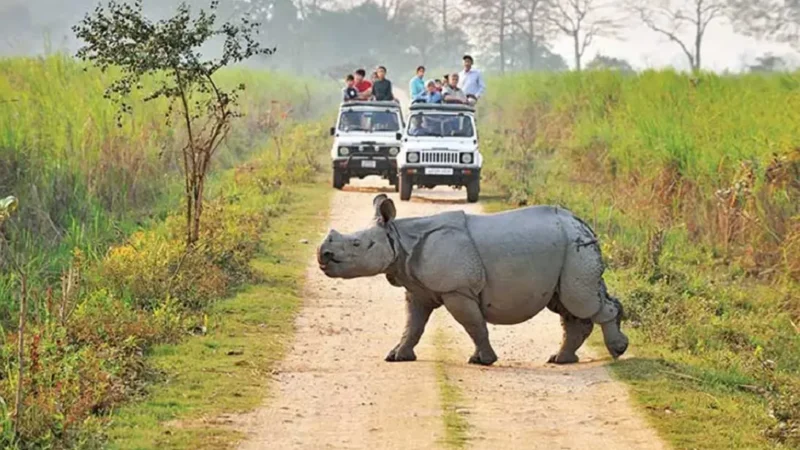 Kaziranga National Park Famous For:  One-Horned Rhinoceros, Diverse Range of Wildlife and Historical Site