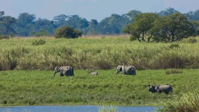 Kaziranga National Park Official Website