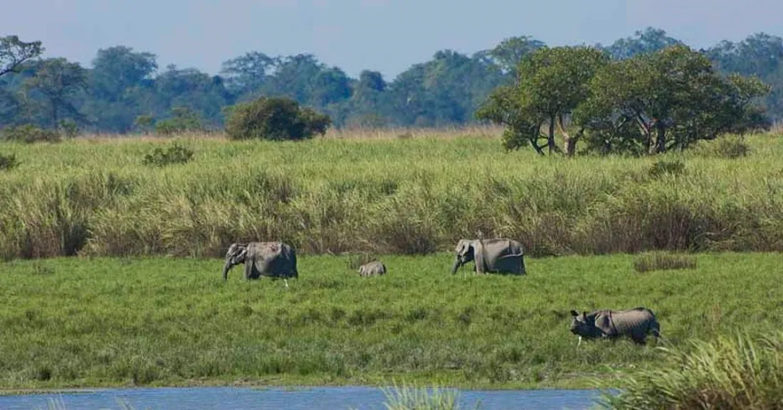 Kaziranga National Park Official Website