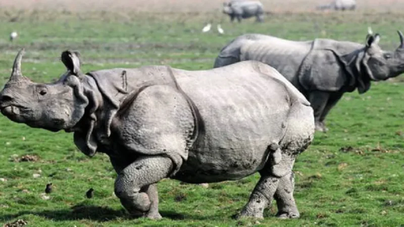 Kaziranga National Park One Horned Rhino