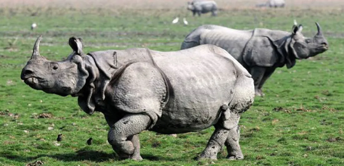 Kaziranga National Park One Horned Rhino