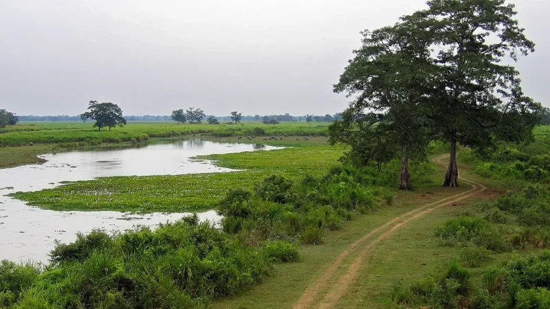 Kaziranga National Park River