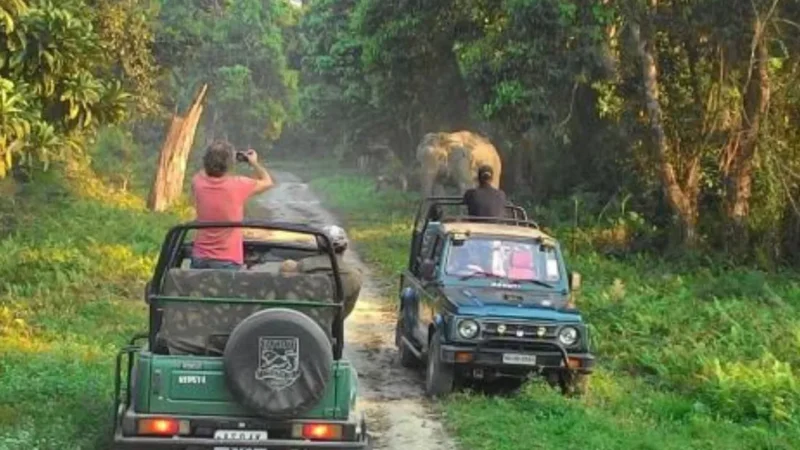 Kaziranga National Park Safari