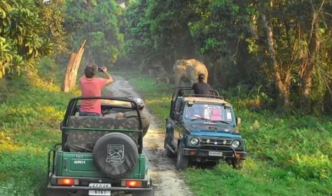 Kaziranga National Park Safari