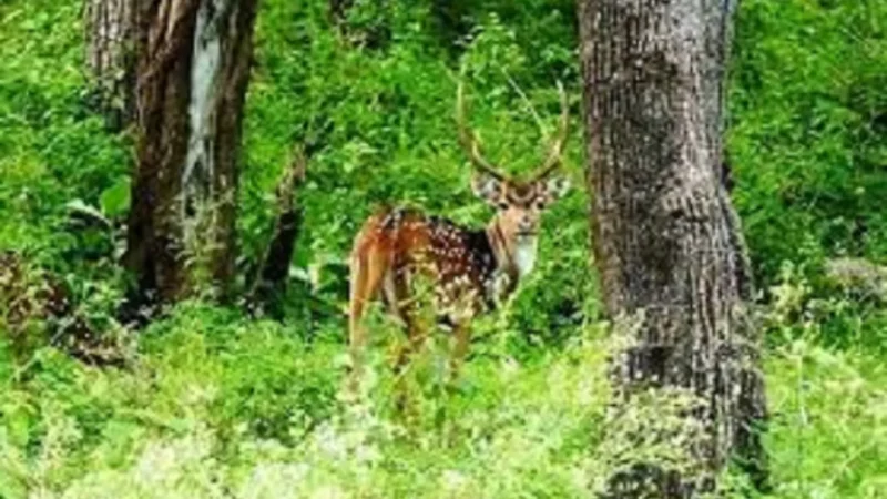 National Parks in Karnataka- कर्नाटक में स्थित नेशनल पार्क की जानकारी