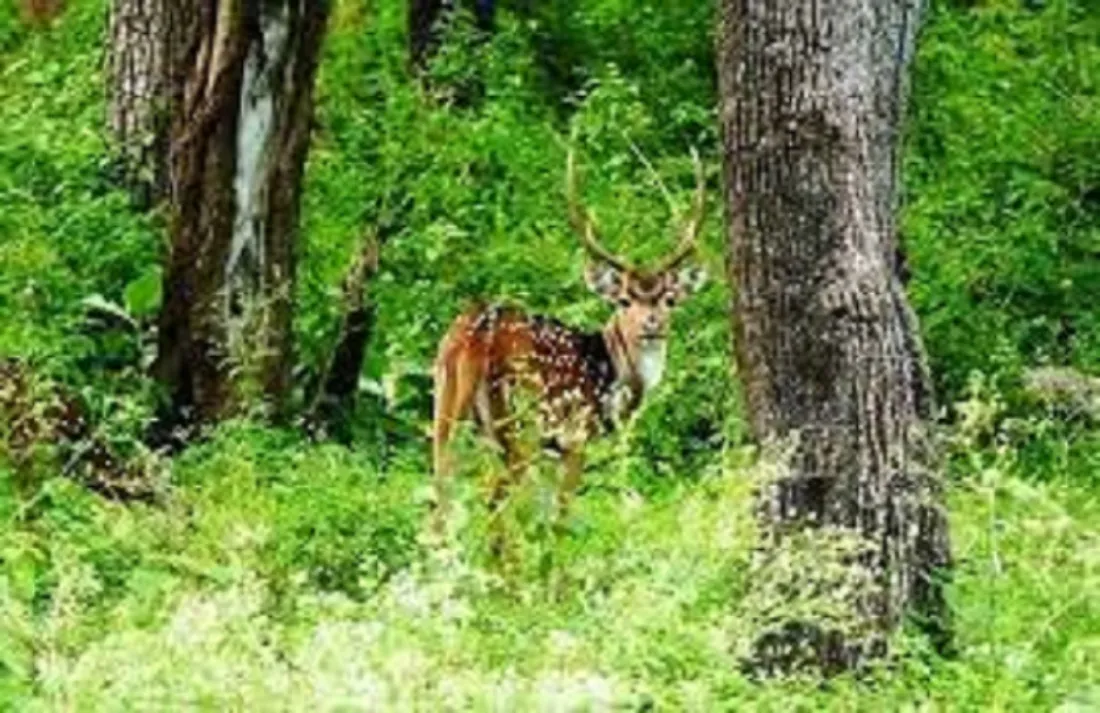 National Parks in Karnataka- कर्नाटक में स्थित नेशनल पार्क की जानकारी