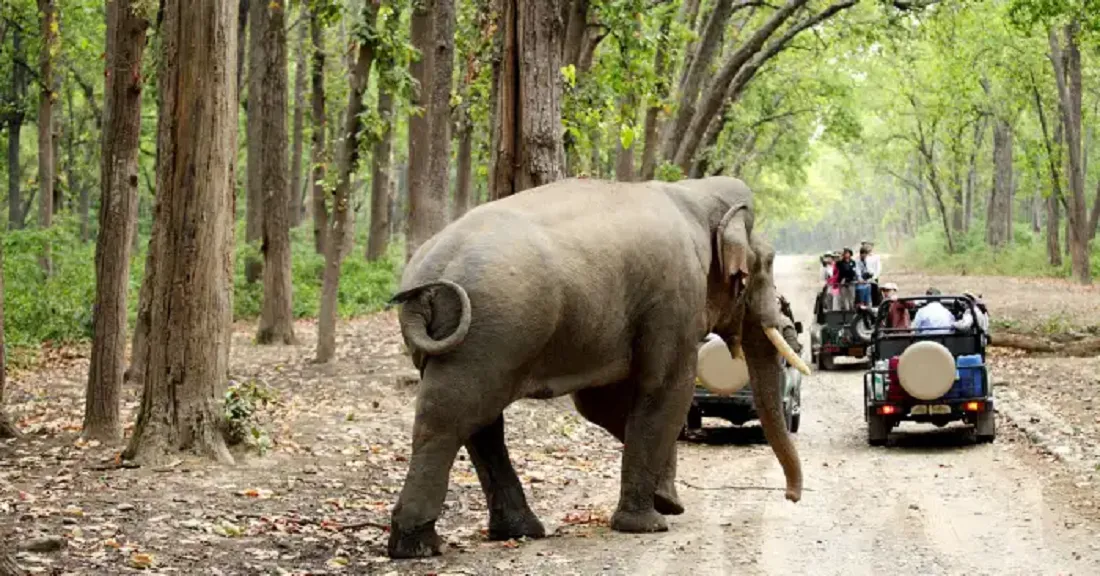 National Parks in Odisha-ओडिशा में स्थित नैशनल पार्क की जानकारी