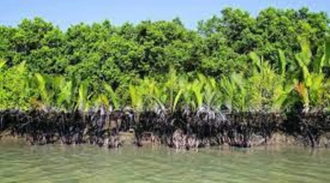 Sundarban National Park Timings