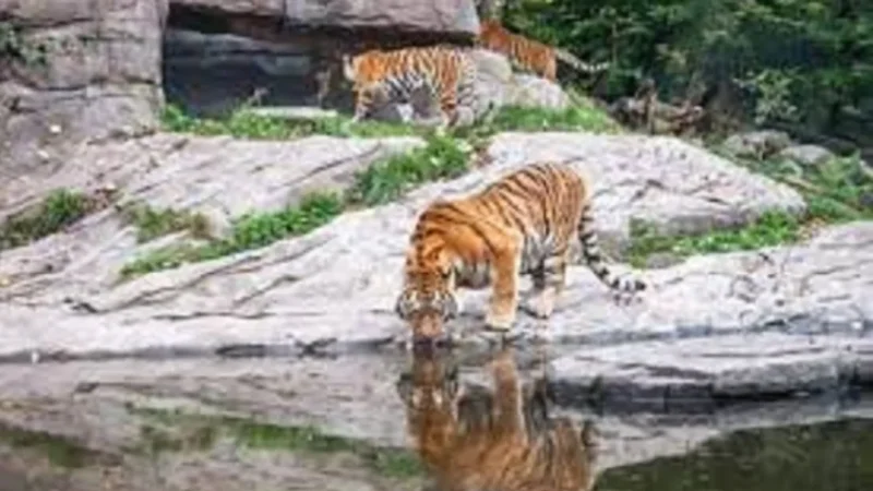 Sundarban National Park in Hindi-सुंदरबन राष्ट्रीय उद्यान यात्रा की जानकारी