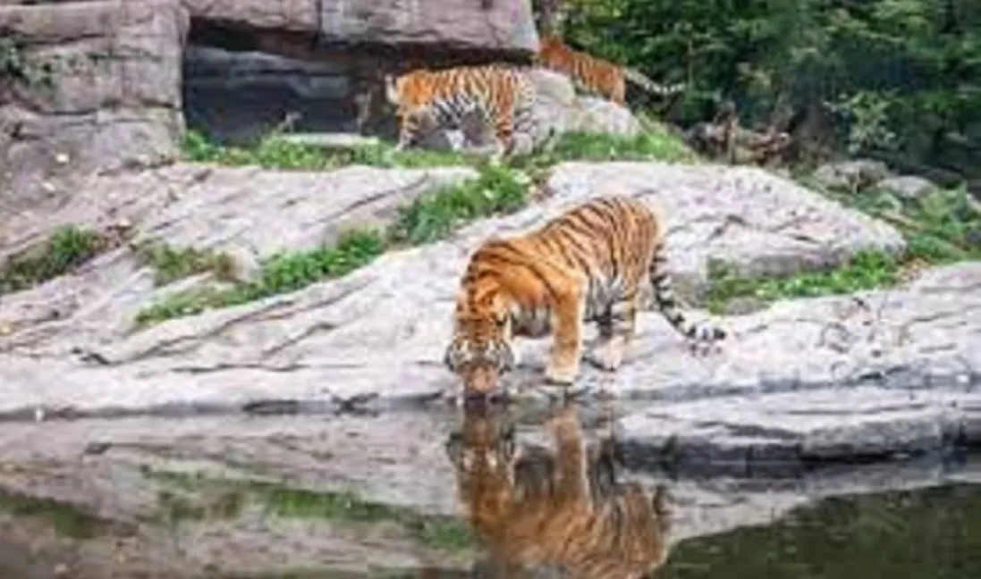 Sundarban National Park in Hindi-सुंदरबन राष्ट्रीय उद्यान यात्रा की जानकारी