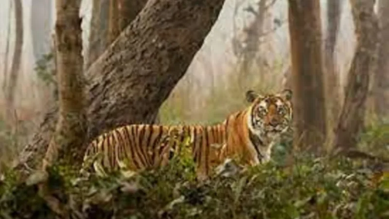 Sundarban National Park is Famous For Which Animal?