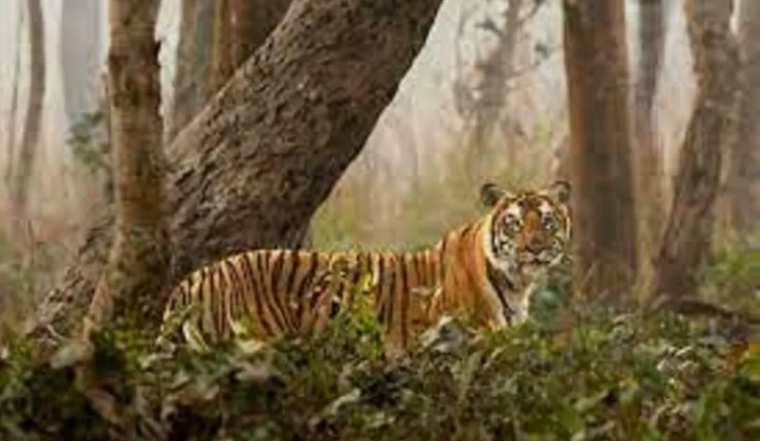 Sundarban National Park is Famous For Which Animal?