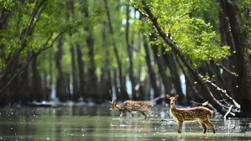 Sundarbans National Park Safari: A Memorable Wildlife Adventure
