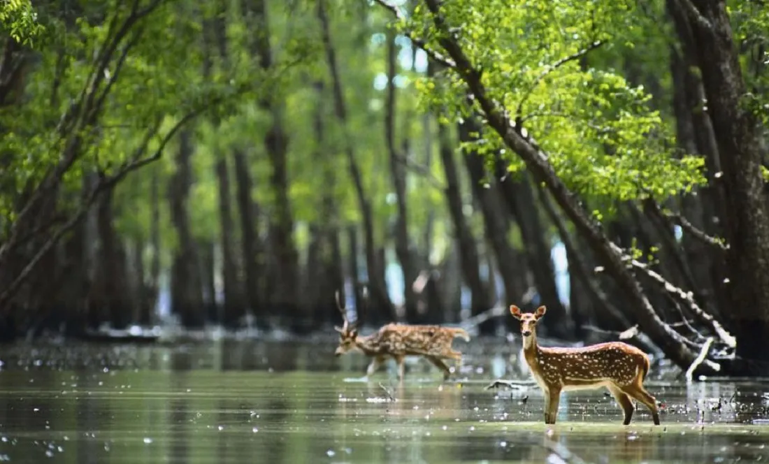 Sundarbans National Park Safari: A Memorable Wildlife Adventure