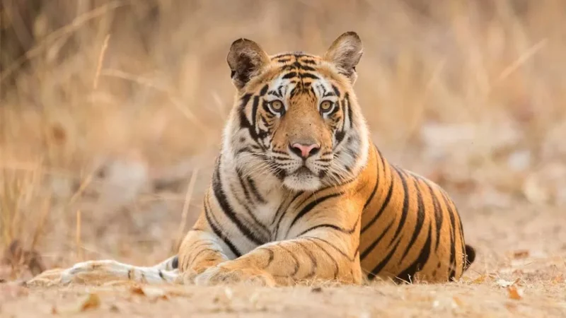 Tiger in Bandhavgarh National Park