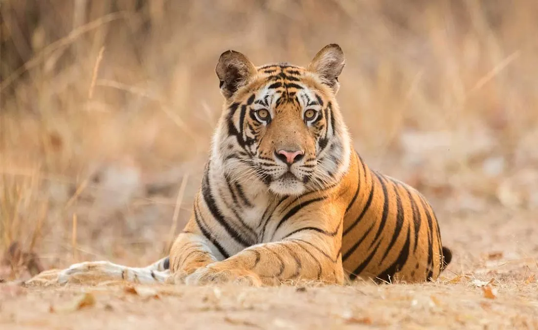 Tiger in Bandhavgarh National Park