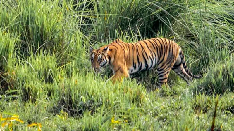 Tiger in Kaziranga National Park