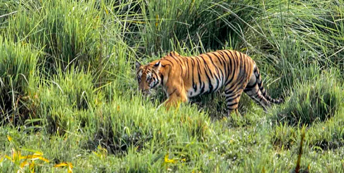 Tiger in Kaziranga National Park