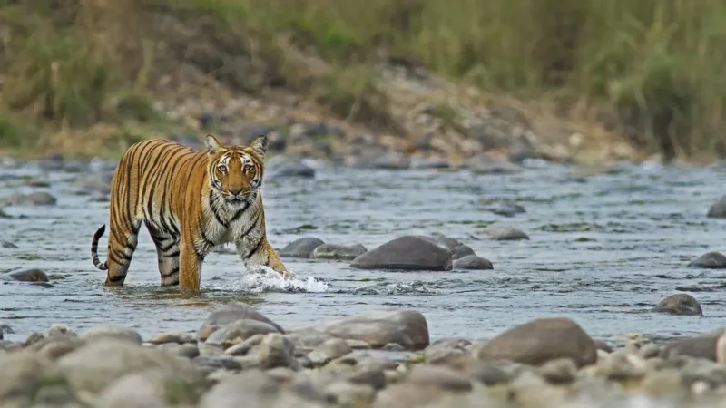 Tigers in jim corbett national park-जिम कॉर्बेट नेशनल पार्क में टाइगर की संख्या