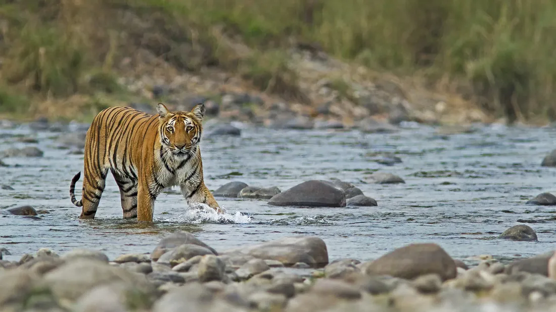 Tigers in jim corbett national park-जिम कॉर्बेट नेशनल पार्क में टाइगर की संख्या